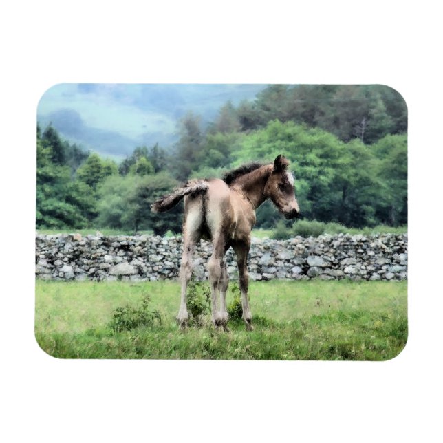 ÍMAN  CAVALOS (Horizontal)