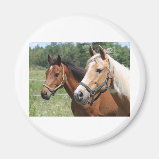 Íman Cavalos (Frente)