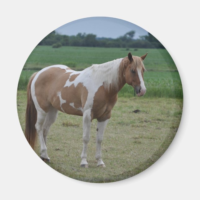 Íman Cavalos (Frente)