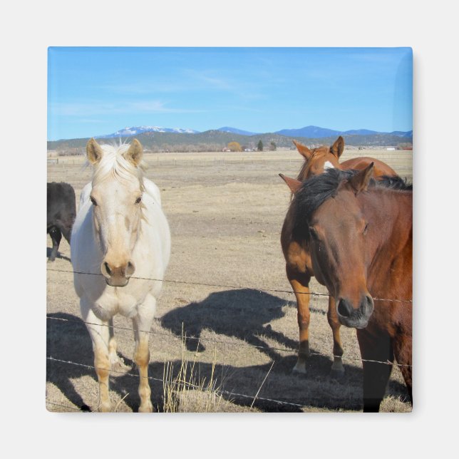 Íman Cavalos (Frente)