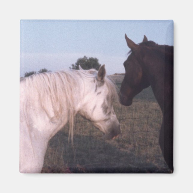 Íman Cavalos (Frente)