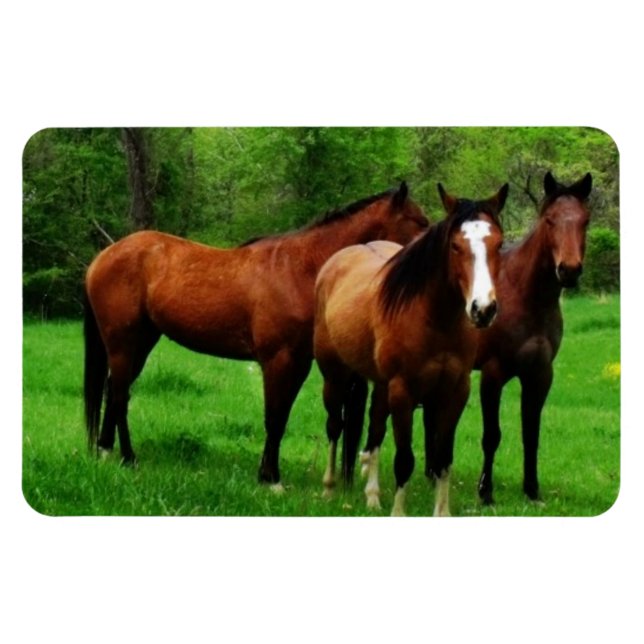 ÍMAN  CAVALOS AMIGÁVEIS (Horizontal)