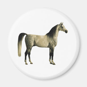 Íman Cavalos antigos - Arabian