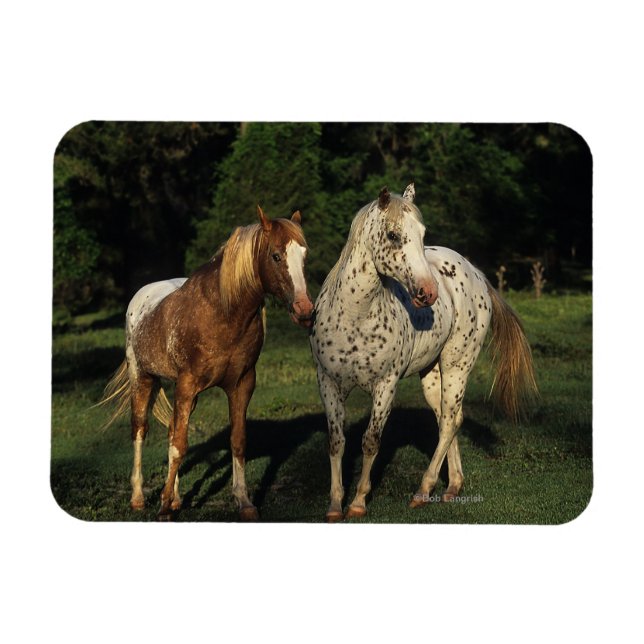 Íman Cavalos Appaloosa (Horizontal)