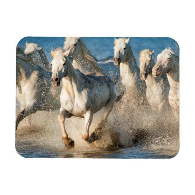 Íman Cavalos brancos da Camargue, França (Horizontal)