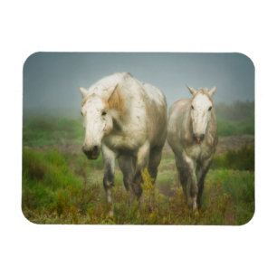 Íman Cavalos Brancos de Camargue em Campo