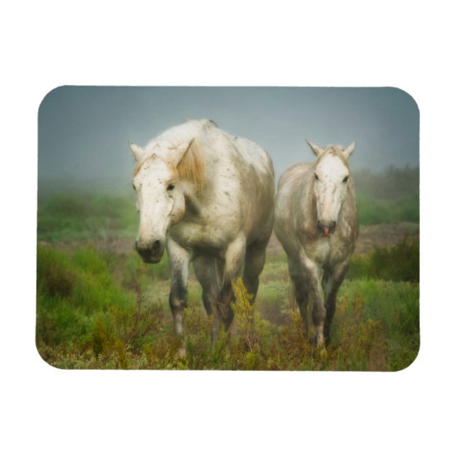 Íman Cavalos Brancos de Camargue em Campo (Horizontal)
