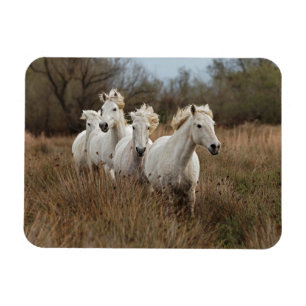 Íman Cavalos Camargue em corrida