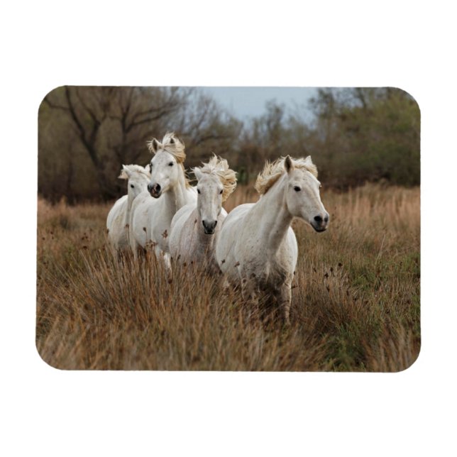 Íman Cavalos Camargue em corrida (Horizontal)