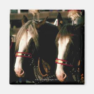 Íman Cavalos com mortes