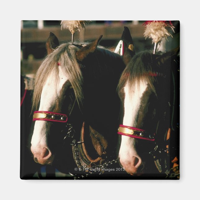 Íman Cavalos com mortes (Frente)