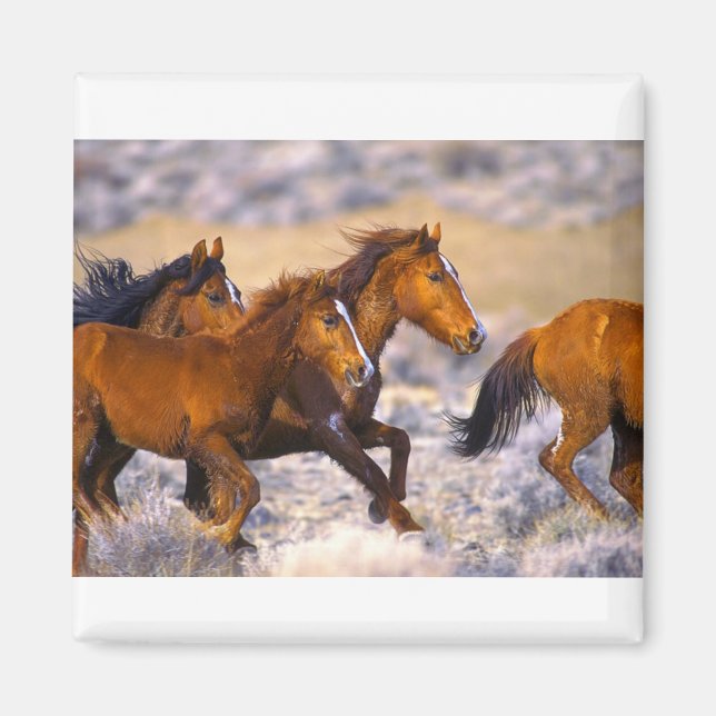 Íman Cavalos correndo (Frente)