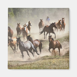 Íman Cavalos correndo durante o roundup, Montana