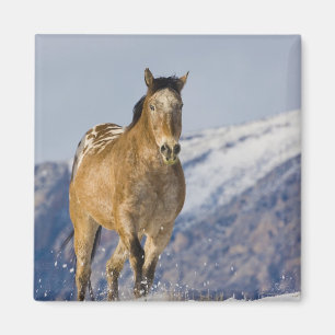 Íman Cavalos Correndo na Neve