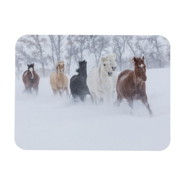Íman Cavalos Correndo Pela Neve (Horizontal)
