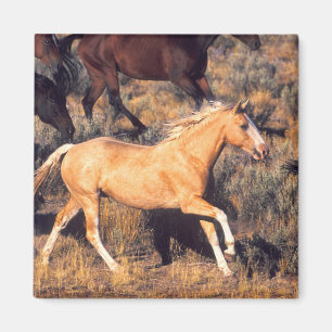 Íman Cavalos correndo uma Fazenda Ponderosa