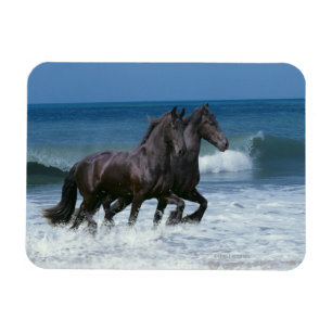 Íman Cavalos da fantasia: Frisões & mar