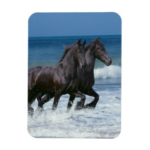Íman Cavalos da fantasia: Frisões & mar