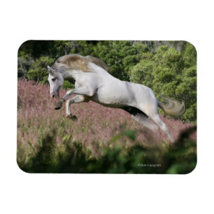 Íman Cavalos da fantasia: Galope do primavera