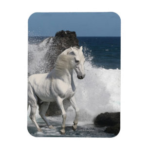 Íman Cavalos da fantasia: Mares do sul