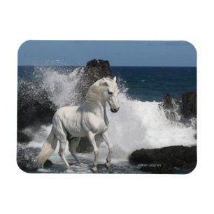 Íman Cavalos da fantasia: Mares do sul
