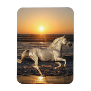 Íman Cavalos da fantasia: Por do sol