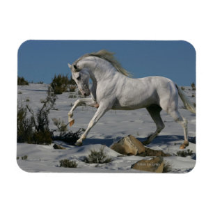 Íman Cavalos da fantasia: Rei da neve