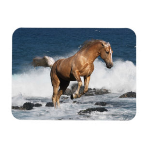 Íman Cavalos da fantasia: Respingo do verão