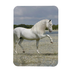 Íman Cavalos da fantasia: Senhor do lago
