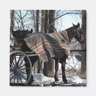 Íman Cavalos de Amish que esperam no inverno