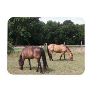 Íman Cavalos de Baía e Dun Grazing em Pasture