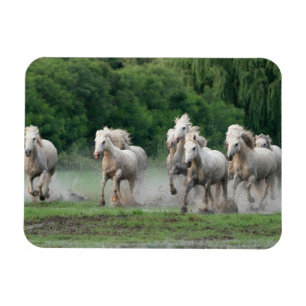 Íman Cavalos de Camargue Correndo na Água