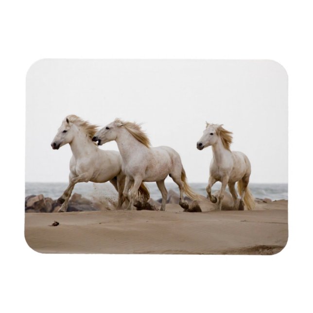 Íman Cavalos de Camargue Correndo na Praia (Horizontal)