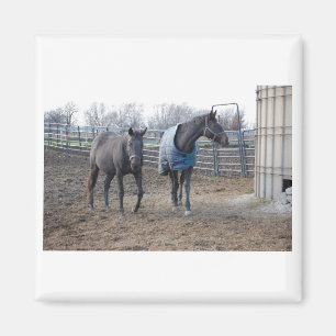 Íman Cavalos de Fazenda