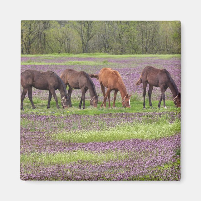 Íman Cavalos de raça pura no campo das flores de hébita (Frente)