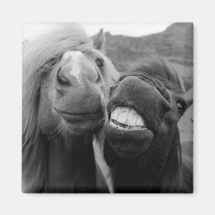 Íman Cavalos de sorriso das imagens de Getty