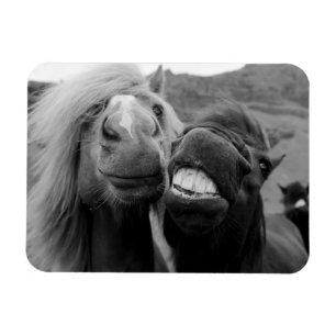 Íman Cavalos de sorriso das imagens de Getty