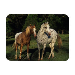 Íman Cavalos do Appaloosa