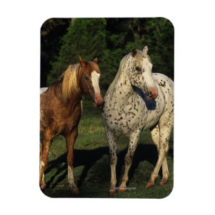 Íman Cavalos do Appaloosa