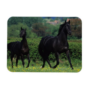 Íman Cavalos do puro-sangue no campo de flor