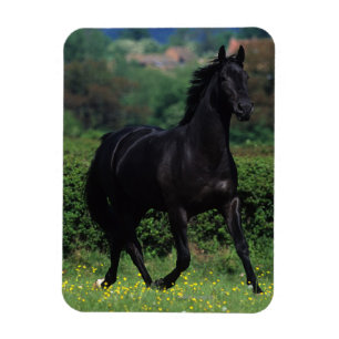 Íman Cavalos do puro-sangue no campo de flor
