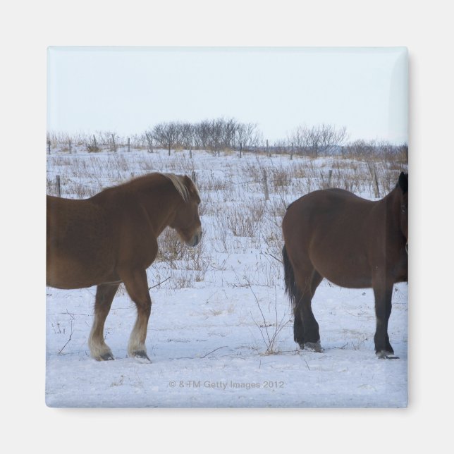 Íman Cavalos em Cape Kiritappu, Província de Hokkaido, (Frente)