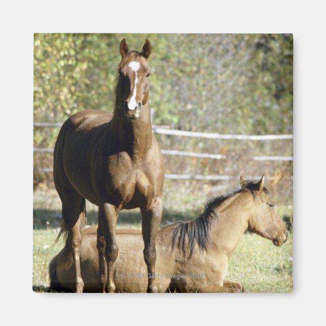Íman Cavalos em pastagens (Frente)