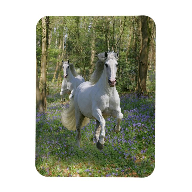 Íman Cavalos Fantásticos: Madeira Bluebell (Vertical)
