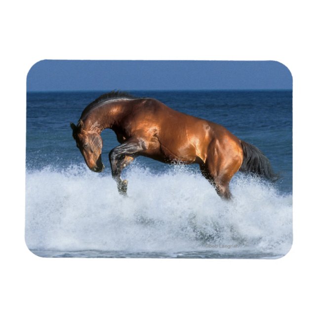 Íman Cavalos Fantásticos: Selle Francais e Mar (Horizontal)