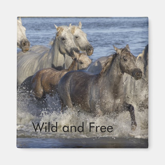 Íman Cavalos galopando na água (Frente)