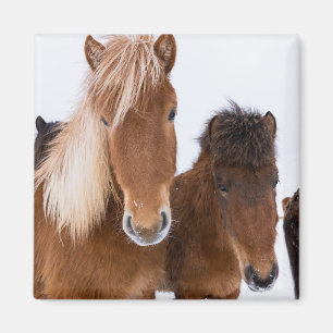 Íman Cavalos Islandeses Fofos Juntos