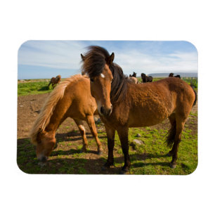 Íman Cavalos Islandeses Pastam