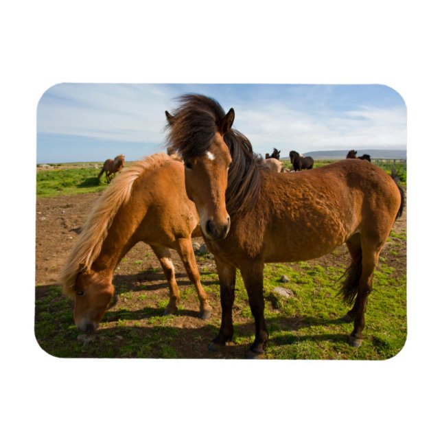 Íman Cavalos Islandeses Pastam (Horizontal)