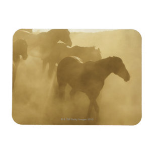 Íman Cavalos na cerca